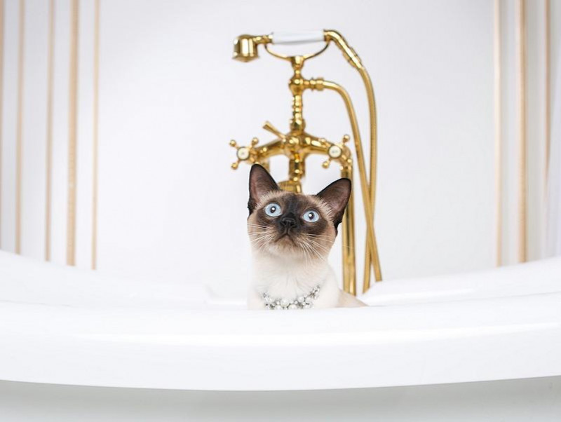 どうして「お風呂」が好きなの？何気ない猫の行動について獣医師が解説