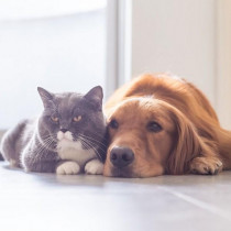 【獣医師執筆】犬や猫も「5月病」になる？実態について動物行動学の専門家が解説