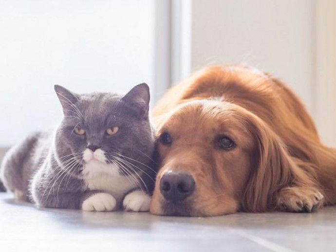 【獣医師執筆】犬や猫も「5月病」になる？実態について動物行動学の専門家が解説