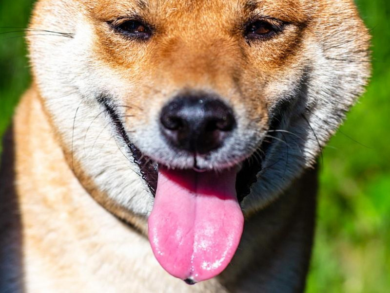 【獣医師執筆】愛犬の「よだれ」に注目してみて！考えられる病気と対処法について