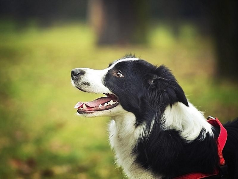 【獣医師執筆】季節の変わり目は要注意！犬の「胃腸炎」は的確な判断と早めの受診がカギ