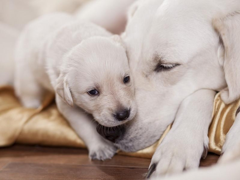 犬の病気は遺伝するの？知っておきたい「遺伝」と「病気」の関係性