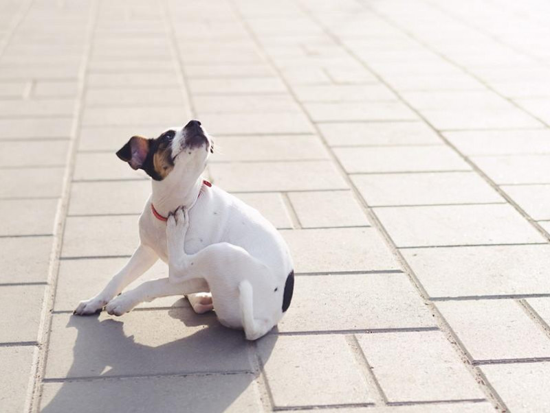 【獣医師執筆】「ノミ」の被害はたくさんある!? 愛犬を守るために知識を深めよう