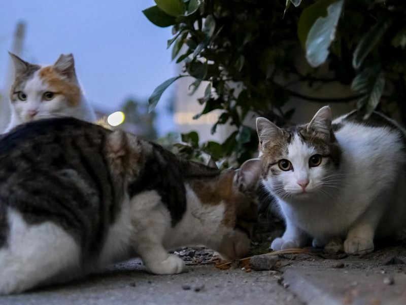 猫の殺処分減に「ふるさと納税」1,800万円を活用！和歌山市の取り組みに注目