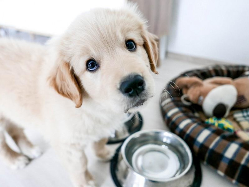 【獣医師執筆】我慢できるのは月齢＋1時間!? 子犬に多い「うんちの誤食」で気をつけたいこと