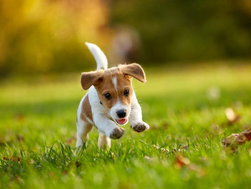 どうやって選んだらいいの 犬猫用 サプリメント の選び方と注意点 Pr 記事 わんにゃ365 今日も明日もワンダフル