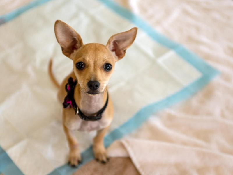 犬の気持ちが第一！獣医師がおすすめする「トイレシート」5選