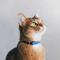 飼い主さんの不安を解消！愛猫を24時間見守れる次世代の首輪『Catlog（キャトログ）』