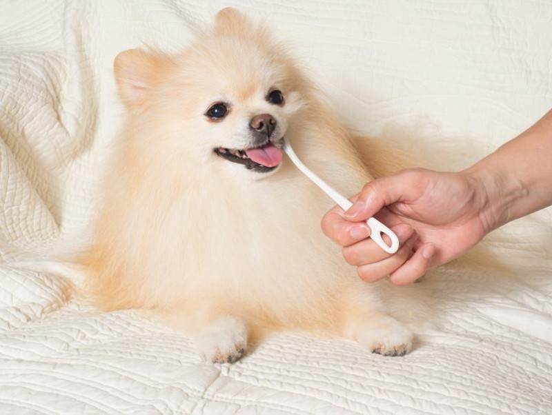【獣医師執筆】「虫歯予防」は犬にも必要？歯の仕組みと適切なケアを理解しよう