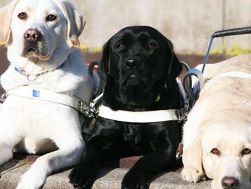 第1弾！関西盲導犬協会に聞いた盲導犬の真相！