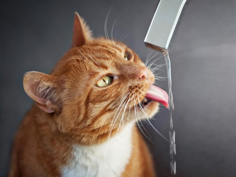 【獣医師執筆】「水をよく飲む」猫、脱水症状以外に考えられる病気は？