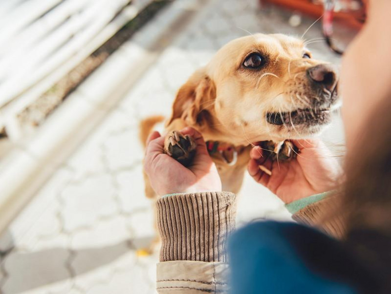 【獣医師執筆】犬は飼い主の気持ちが分かる!? 獣医師が体験した驚きの出来事とは