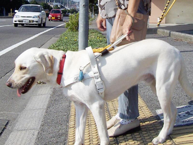 第2弾！盲導犬ユーザーに出会ったときに気をつけること