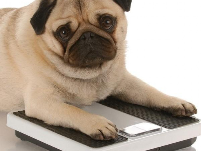 【獣医師執筆】体重管理に気をつけよう！「肥満によってリスクが上がる」犬の病気について