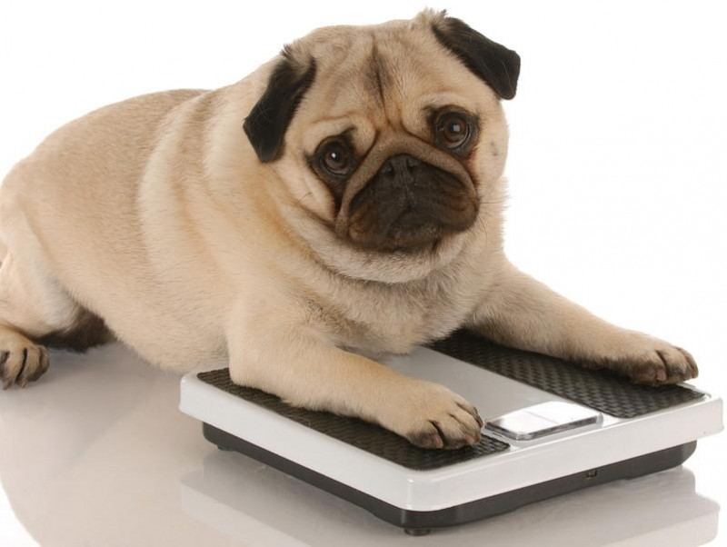 【獣医師執筆】体重管理に気をつけよう！「肥満によってリスクが上がる」犬の病気について