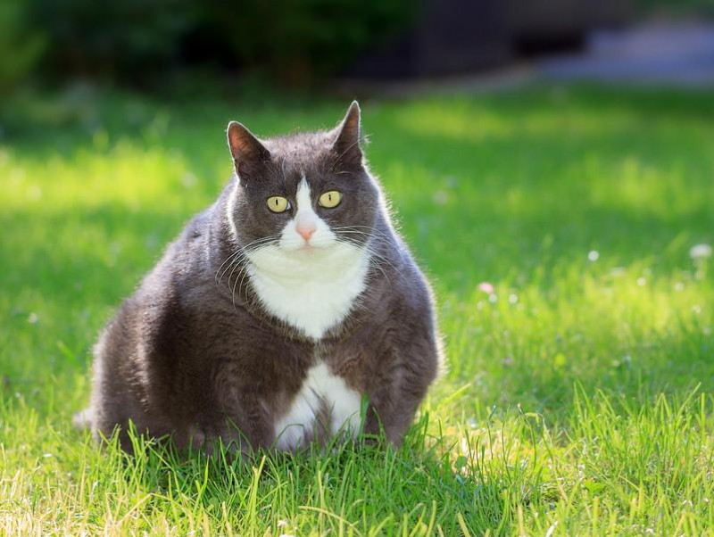 大切なのは体重管理！「肥満によってリスクが上がる」猫の病気について