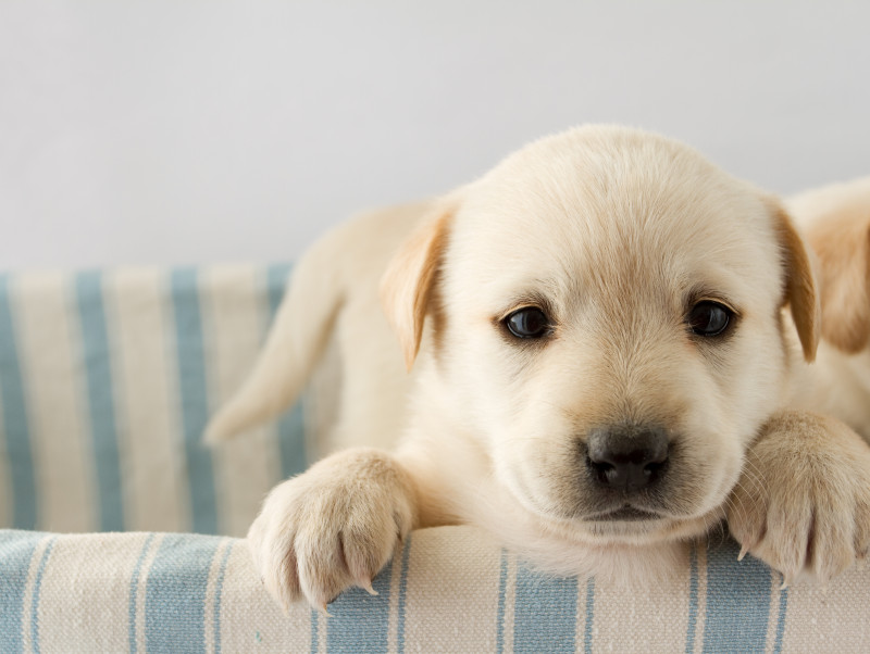 犬の目薬！愛犬が安心する目薬の差し方について