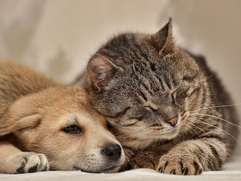 人間よりも進行が早い！気をつけたい犬と猫の「緑内障」