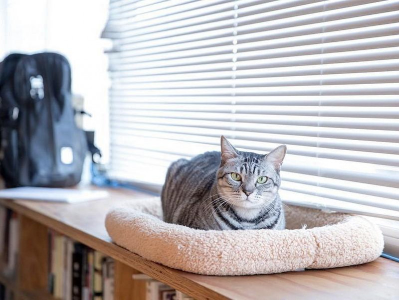 本音を直撃！「猫社員」がいるオフィスの実態～第2段～