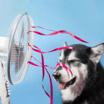 【獣医師執筆】犬が苦手な「気温＆湿度」ってどれくらい？エアコンの活用法も解説