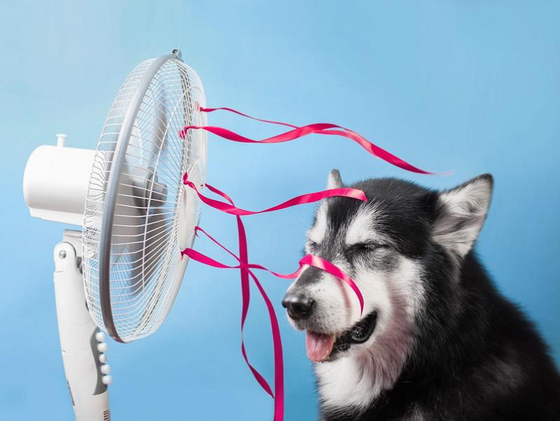 【獣医師執筆】犬が苦手な「気温＆湿度」ってどれくらい？エアコンの活用法も解説