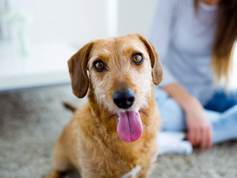 【獣医師執筆】犬猫の急な体調不良…どうしたらいい？覚えておきたい対処方法について