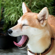 柴犬の飼い主に聞いた！日常生活で「気をつけていること」3つ