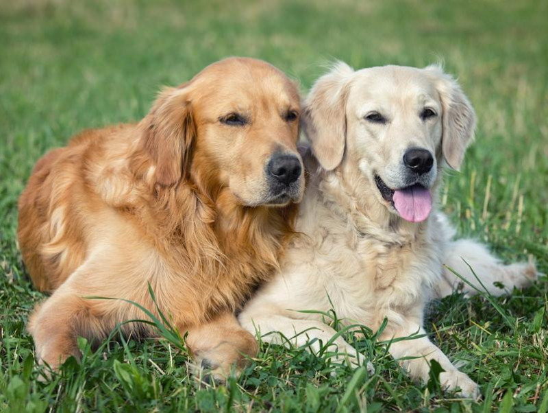 よく観察して序列関係を理解しよう！同居犬同士の「ケンカ」を防ぐ方法