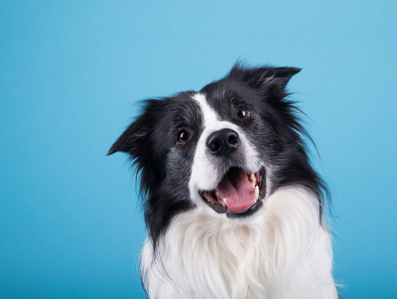 実は身近にいるかも…！「寄生虫」による犬の疾患について