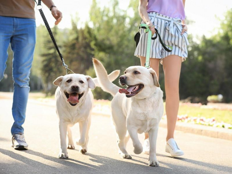 【獣医師執筆】人間と一緒で「相性」がある？犬同士を合わせるときの注意点