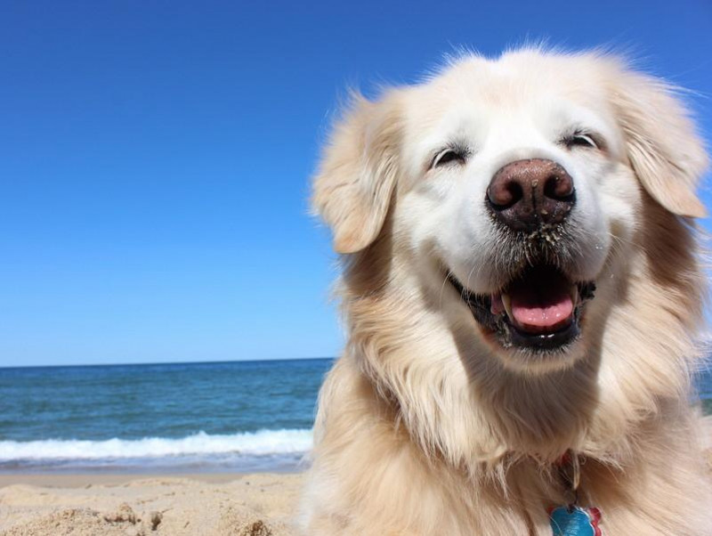 「海水浴場」は危険がいっぱい！愛犬の安全のために飼い主が注意したいこと