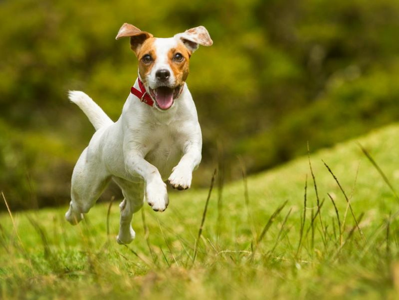 予防と対策をしよう！犬の「脱走癖」について獣医師が解説