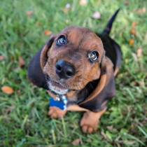 【獣医師執筆】目が見えなくなる前に気づこう！犬の「白内障」と「緑内障」について