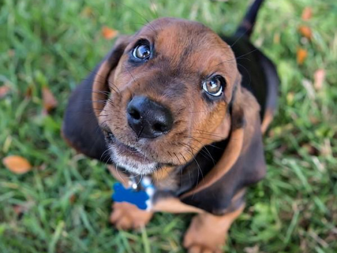 獣医師執筆 犬にも老眼はあるの 加齢が目に与える影響を解説 記事 わんにゃ365 今日も明日もワンダフル 獣医師執筆 犬にも老眼はあるの 加齢が目に与える影響を解説 記事 わんにゃ365 今日も明日もワンダフル