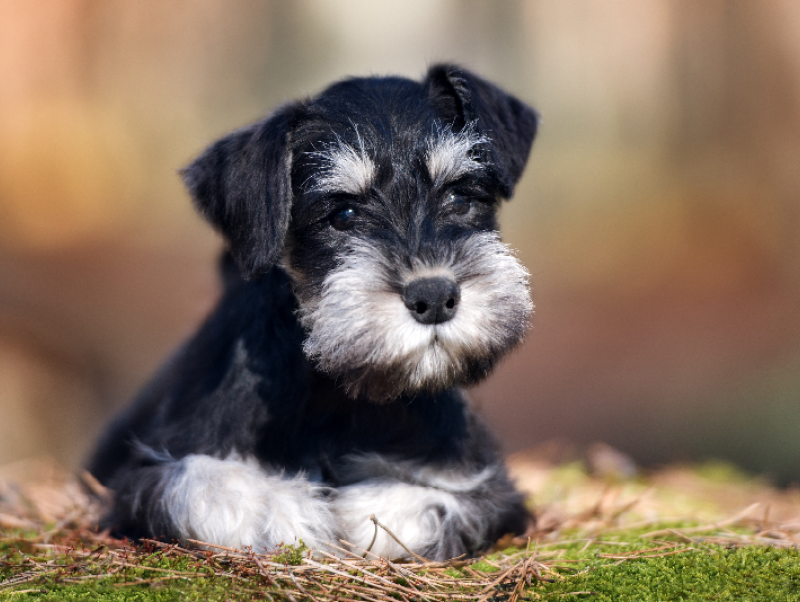 【獣医師執筆】犬の「結膜炎」と「角膜炎」についてまずは原因を見極めよう！