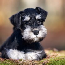 【獣医師執筆】犬の「結膜炎」と「角膜炎」についてまずは原因を見極めよう！