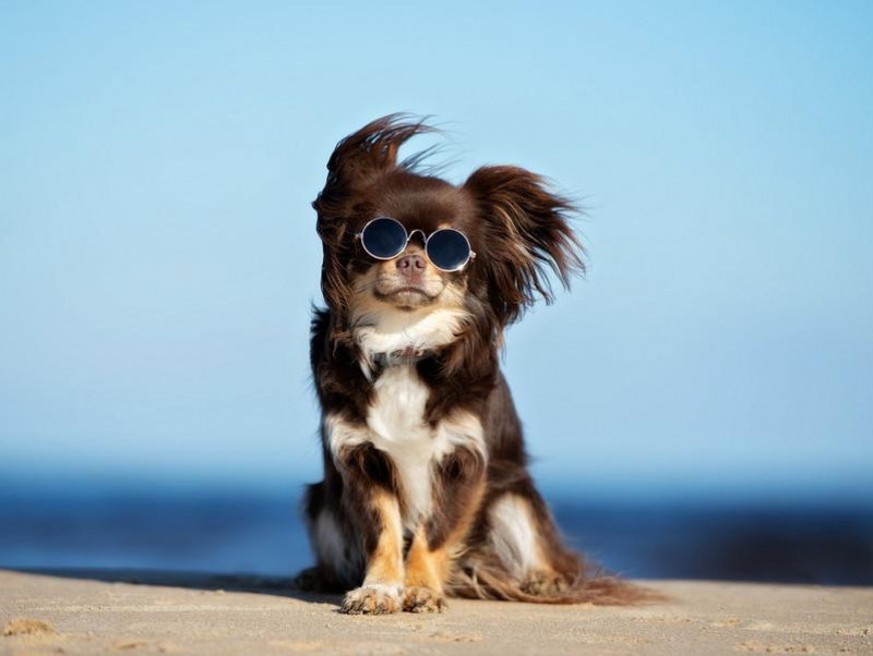 【獣医師執筆】犬が食べると危険な「魚介類」ってなに？夏を迎える前におさらいしよう