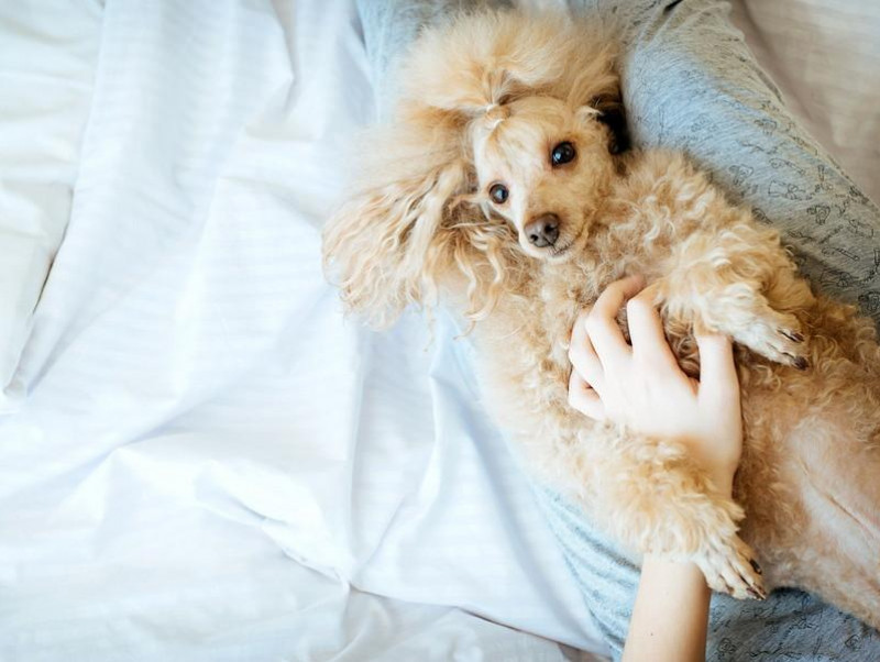 その仕草 実は意味がある 犬がおしっこを済ませたあとの行動 記事 わんにゃ365 今日も明日もワンダフル