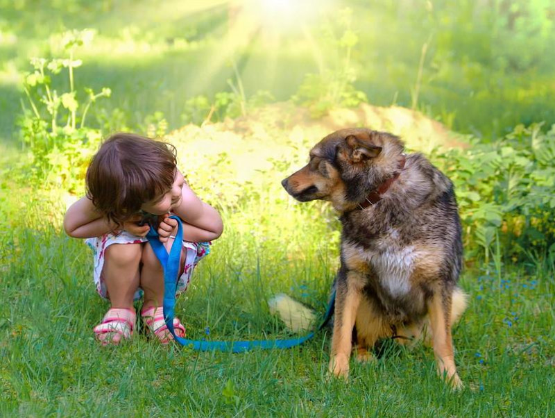 【獣医師執筆】愛犬の注意を引こう！科学的に明らかになった「効果的な話し方」とは