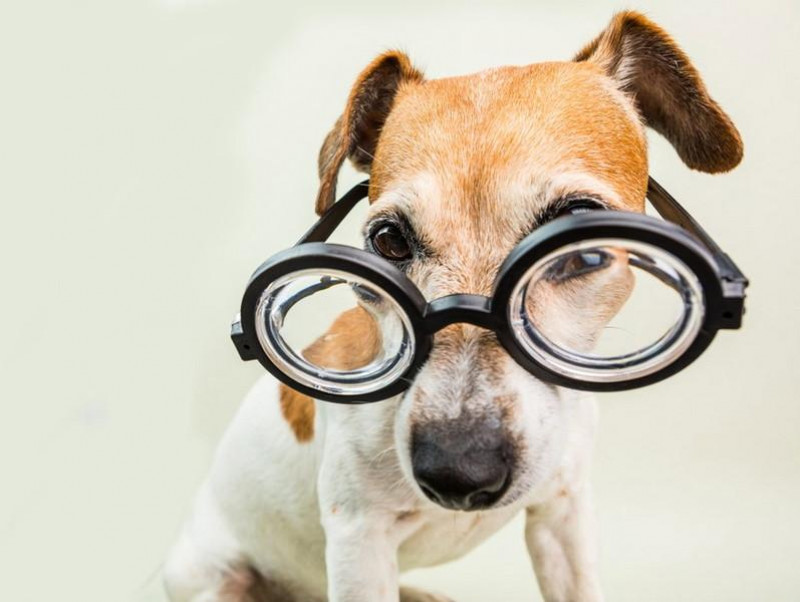 【獣医師執筆】後天性の場合はただちに病院へ！犬の「斜視」ってどんなもの？