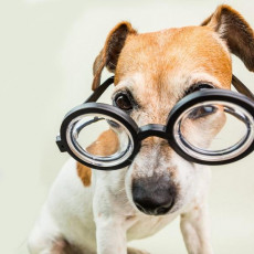 【獣医師執筆】後天性の場合はただちに病院へ！犬の「斜視」ってどんなもの？
