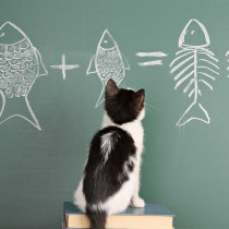 【獣医師執筆】なんでそんなに夢中なの？猫が「魚」を好きな理由を解説