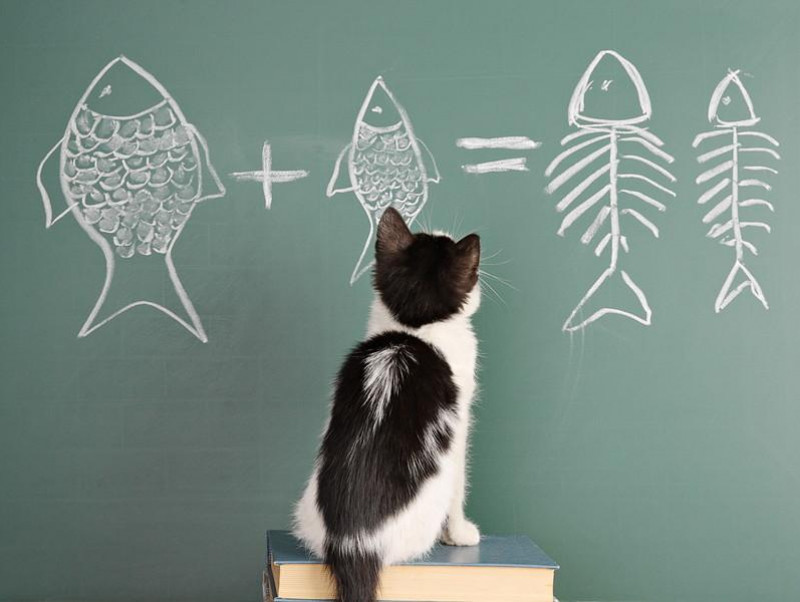 【獣医師執筆】なんでそんなに夢中なの？猫が「魚」を好きな理由を解説