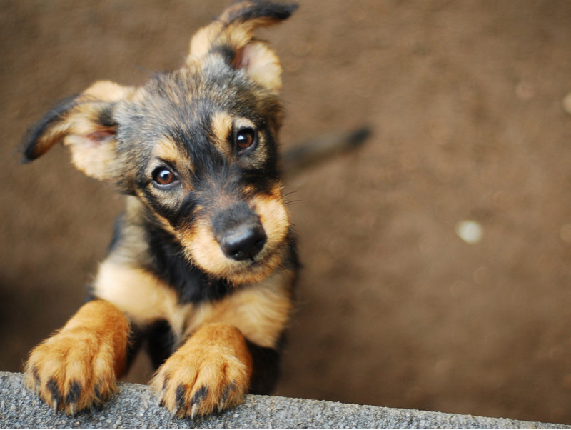 【獣医師執筆】「犬は飼い主に似る」は本当？犬の性格について解説