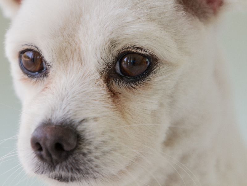 【獣医師執筆】犬の「ドライアイ」！気をつけたい2つのパターンとは？