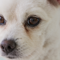 【獣医師執筆】犬の「ドライアイ」！気をつけたい2つのパターンとは？