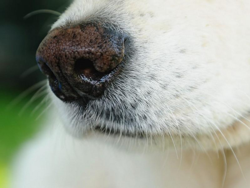 【獣医師執筆】○○のニオイに安心…犬が興味をもつ「ニオイ」ってなに？