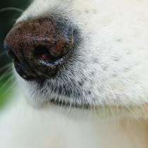 【獣医師執筆】○○のニオイに安心…犬が興味をもつ「ニオイ」ってなに？