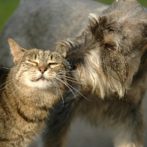 【獣医師執筆】犬猫の「ヒゲ」の役割とは？獣医師が教えるヒゲの秘密