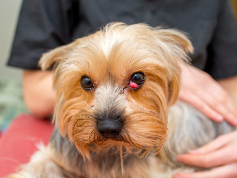 【獣医師執筆】犬の目頭が赤く腫れる「チェリーアイ」症状や治療法とは